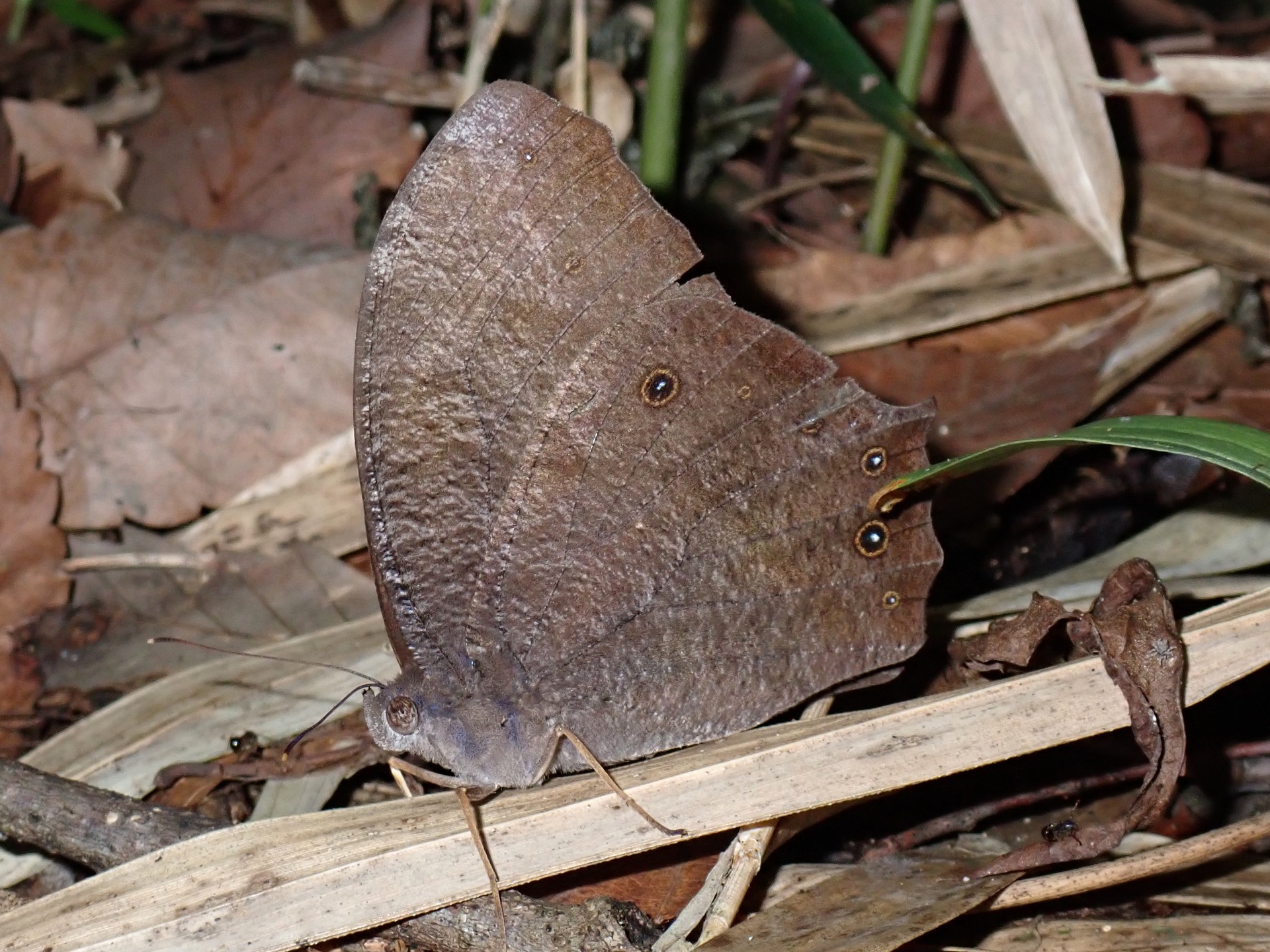 クロコノマチョウ の高画質写真です。横浜市で、2025年7月12日に撮影したものです。