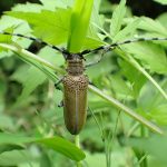 クワカミキリ の高画質写真です。横浜市で、2025年7月12日に撮影したものです。