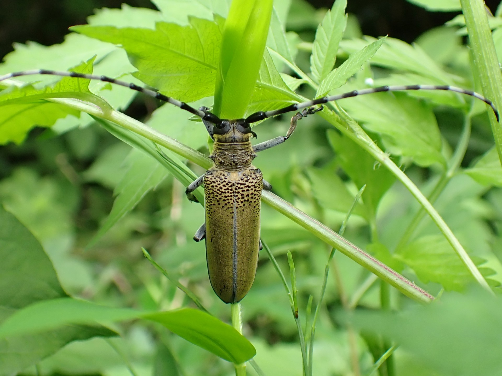 クワカミキリ の高画質写真です。横浜市で、2025年7月12日に撮影したものです。