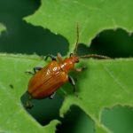 クズホソクビハムシ の高画質写真です。横浜市で、2025年7月4日に撮影したものです。