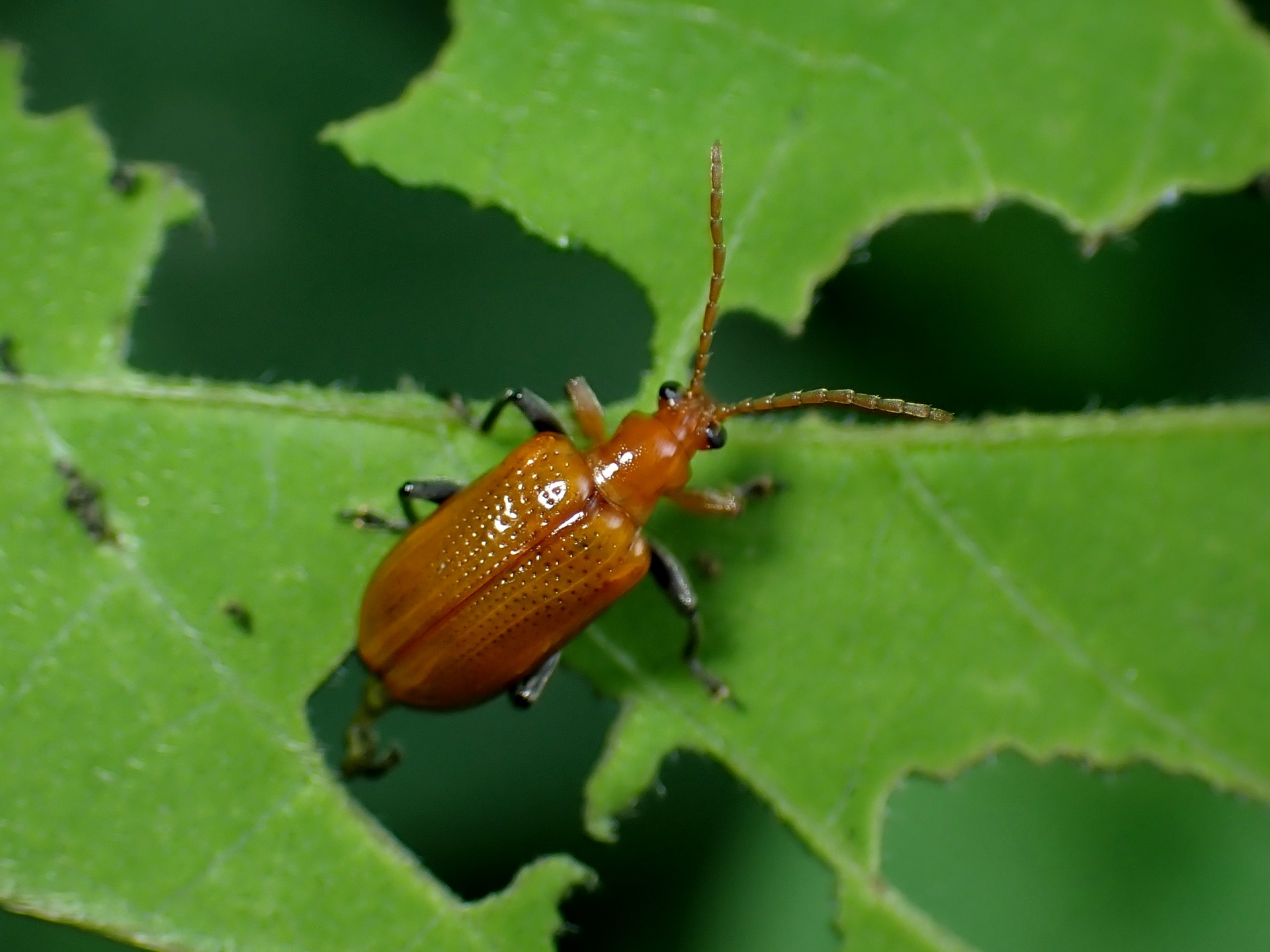 クズホソクビハムシ の高画質写真です。横浜市で、2025年7月4日に撮影したものです。