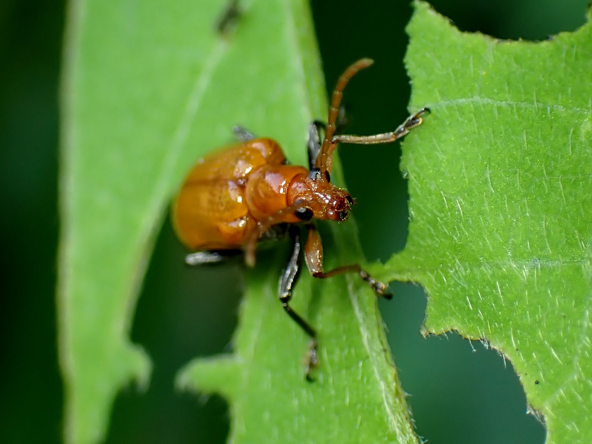 クズホソクビハムシ の高画質写真です。横浜市で、2025年7月4日に撮影したものです。