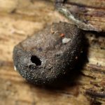 マメホコリの仲間 の高画質写真です。横浜市で、2025年7月3日に撮影したものです。