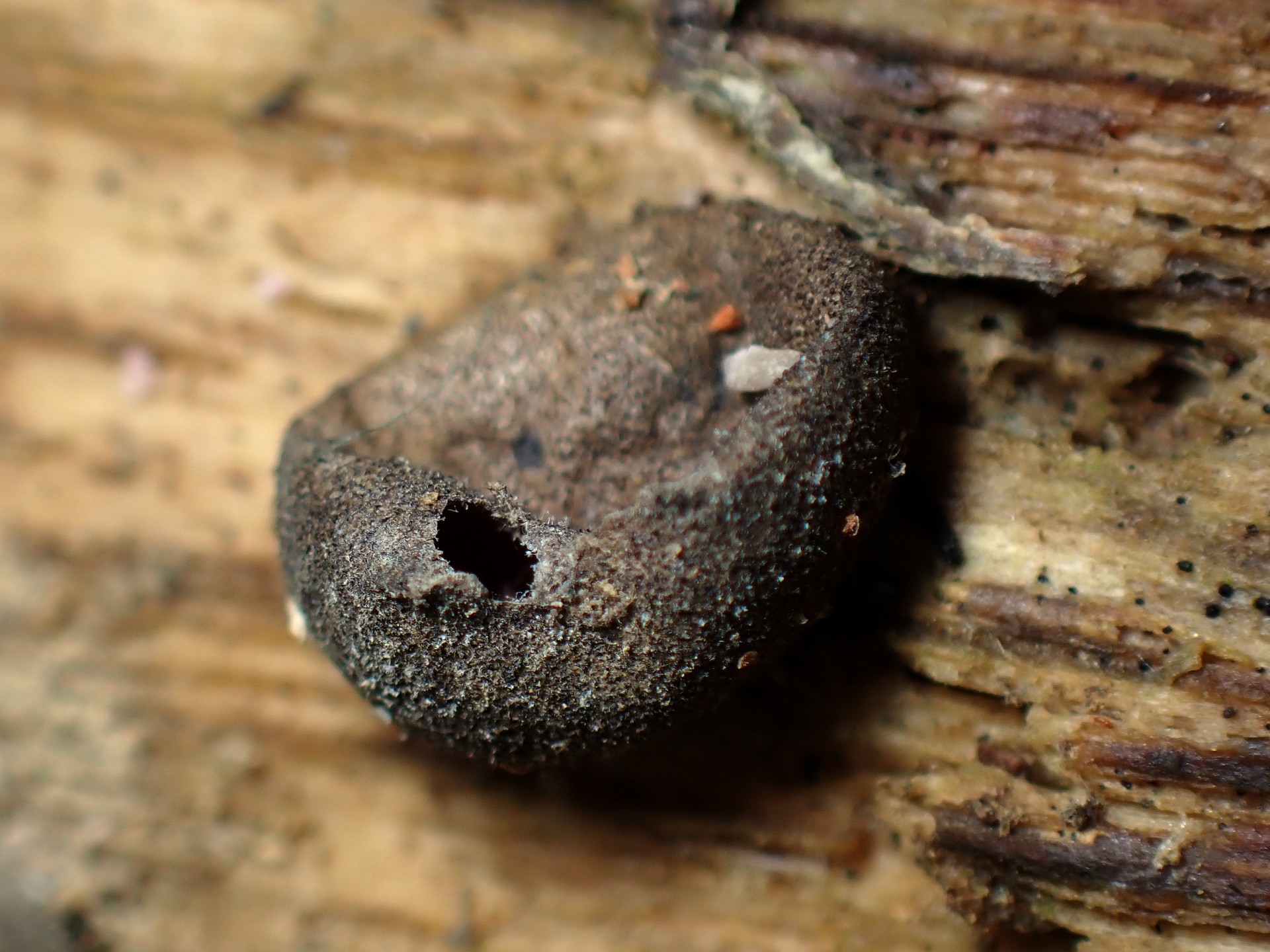 マメホコリの仲間 の高画質写真です。横浜市で、2025年7月3日に撮影したものです。