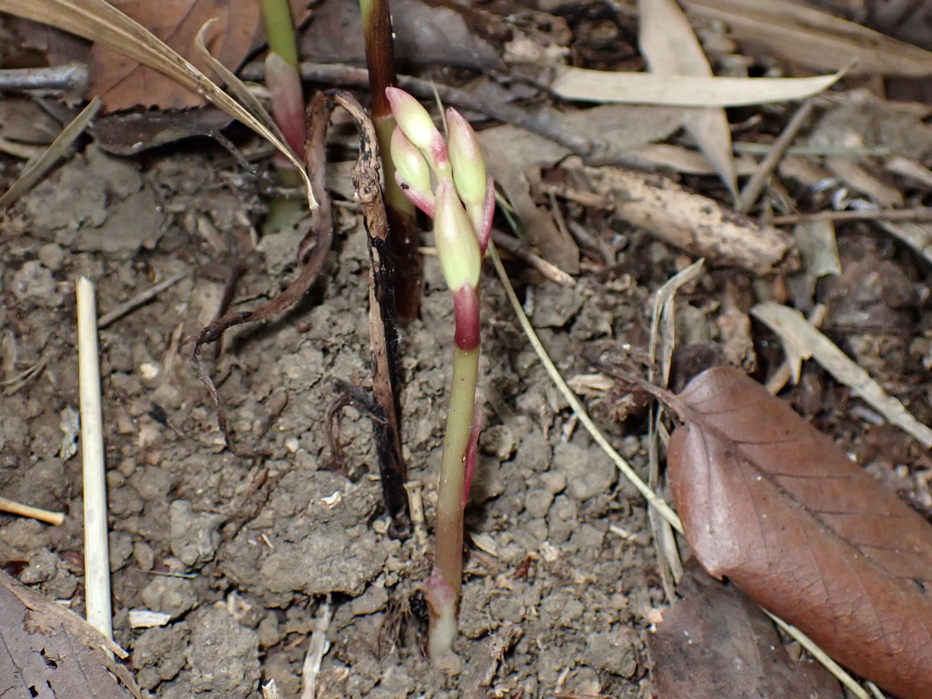 マヤラン の高画質写真です。横浜市で、2025年7月3日に撮影したものです。