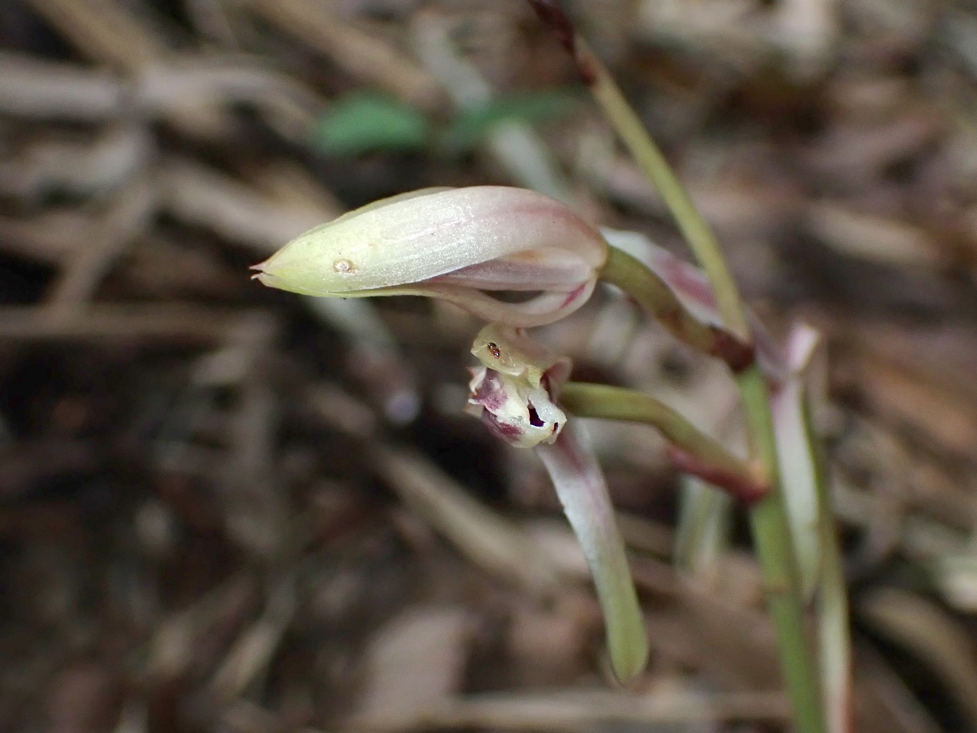 マヤラン の高画質写真です。横浜市で、2025年7月3日に撮影したものです。