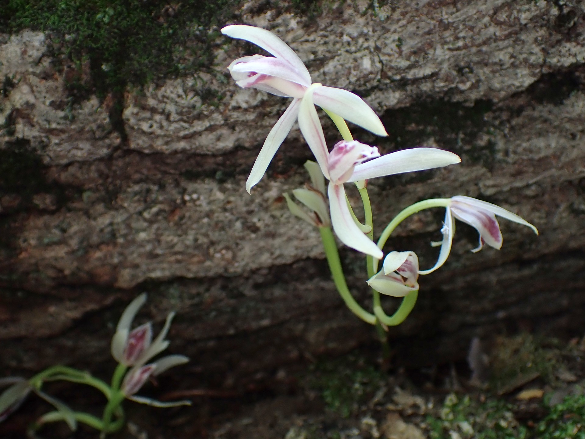 マヤラン の高画質写真です。横浜市で、2025年7月10日に撮影したものです。