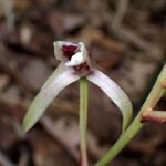 マヤラン の高画質写真です。横浜市で、2025年7月3日に撮影したものです。