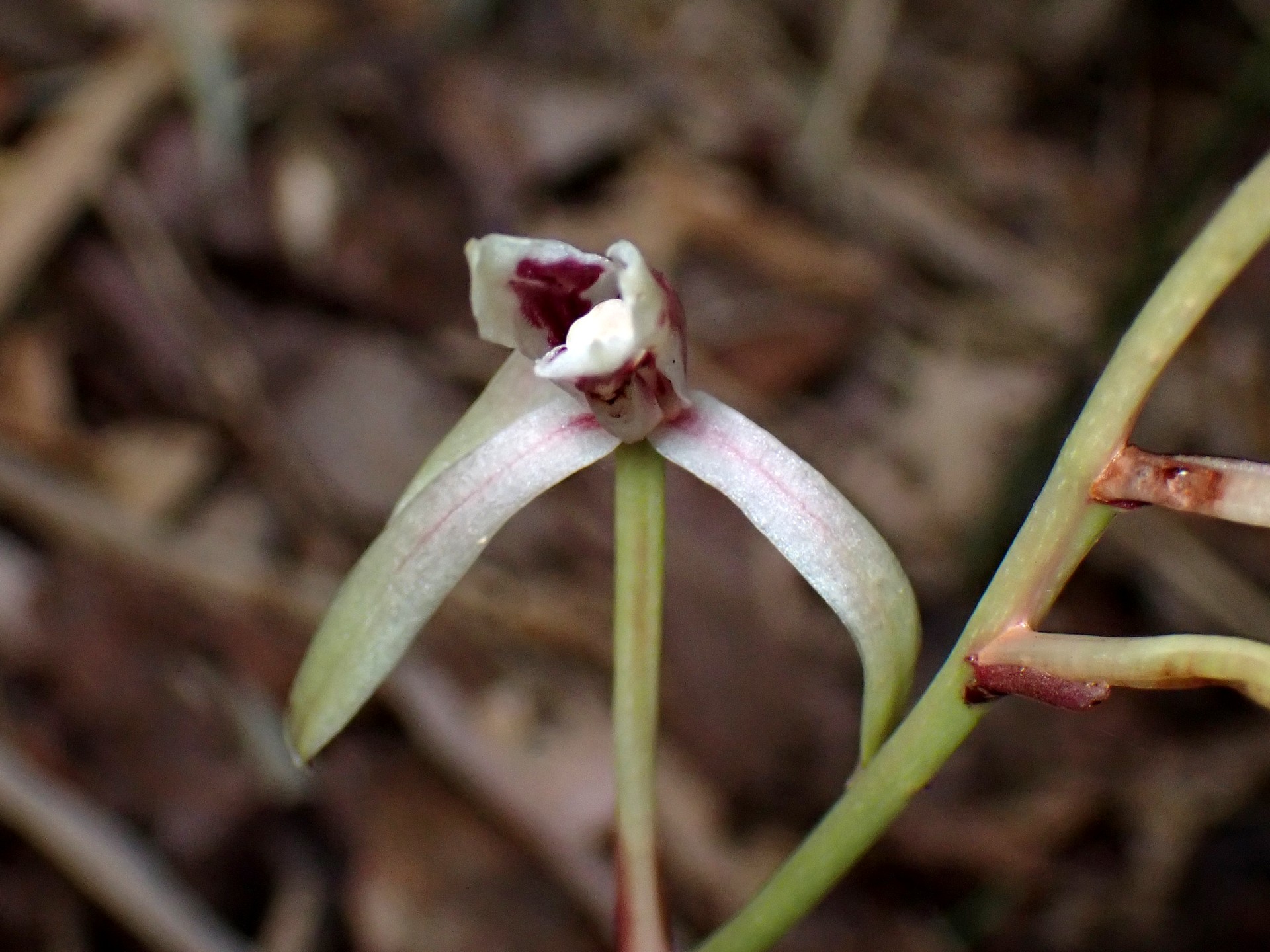 マヤラン の高画質写真です。横浜市で、2025年7月3日に撮影したものです。