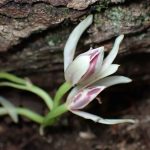 マヤラン の高画質写真です。横浜市で、2025年7月10日に撮影したものです。