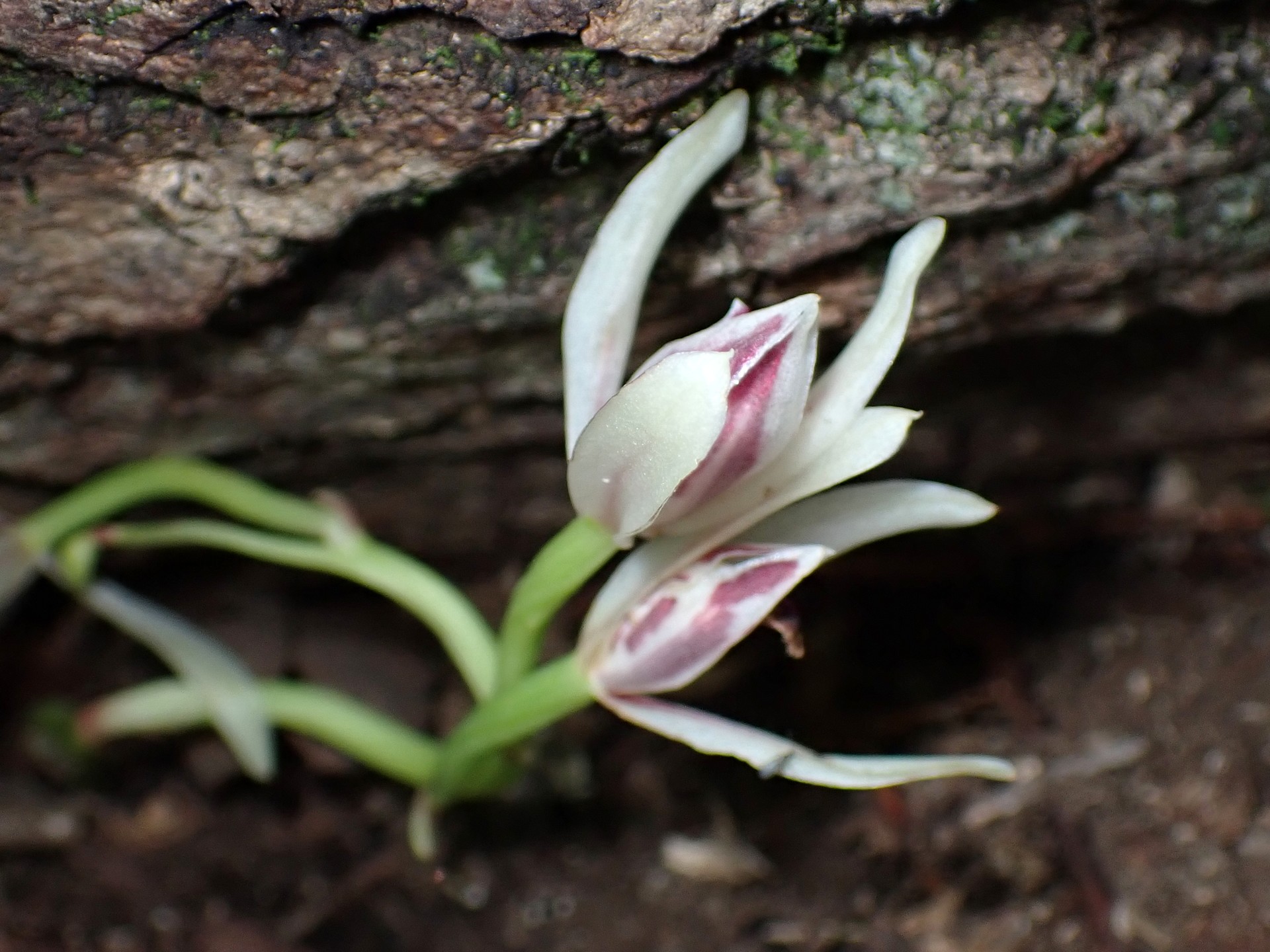 マヤラン の高画質写真です。横浜市で、2025年7月10日に撮影したものです。