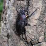 ミヤマクワガタ の高画質写真です。横浜市で、2025年7月22日に撮影したものです。