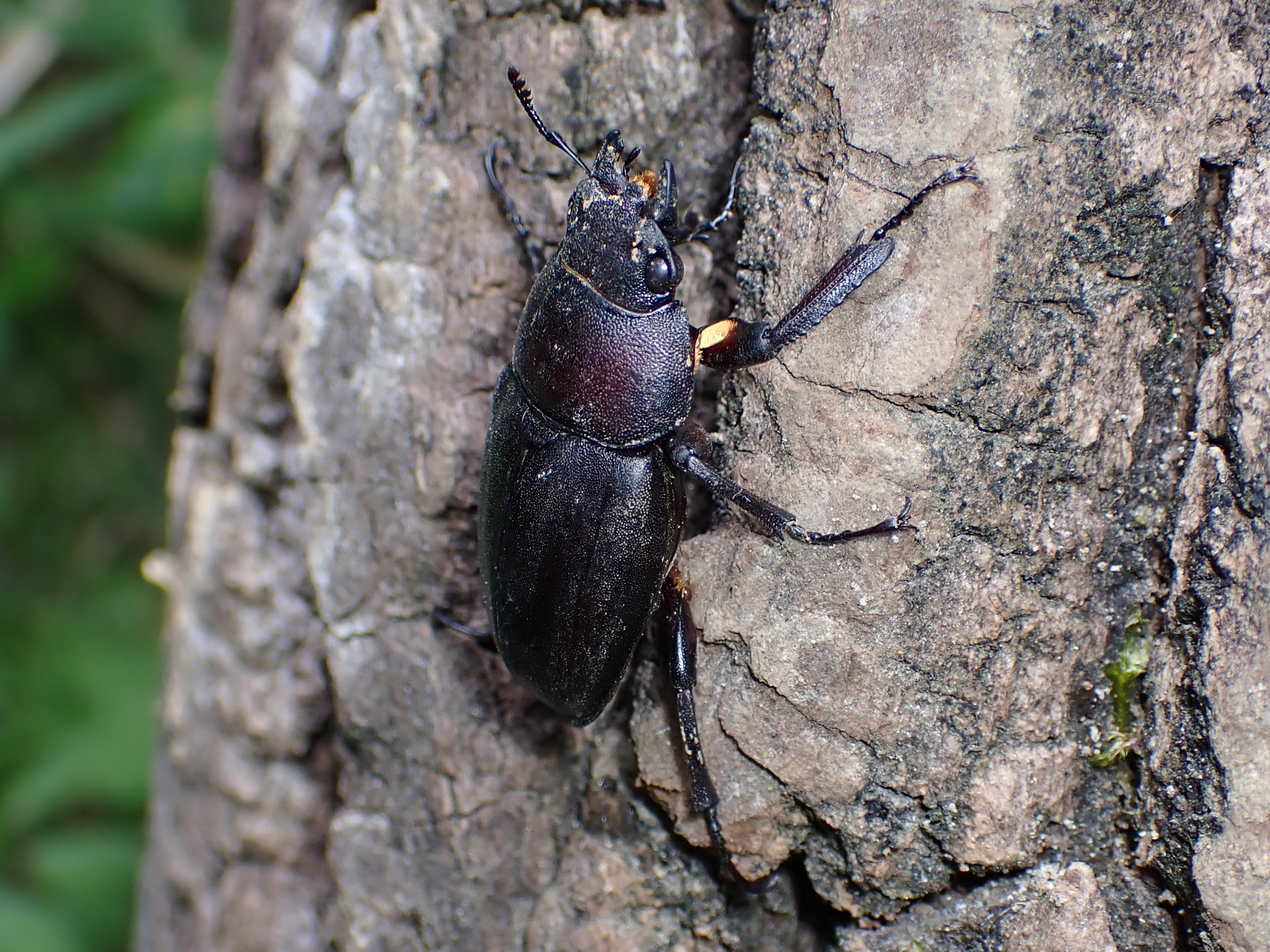ミヤマクワガタ の高画質写真です。横浜市で、2025年7月22日に撮影したものです。