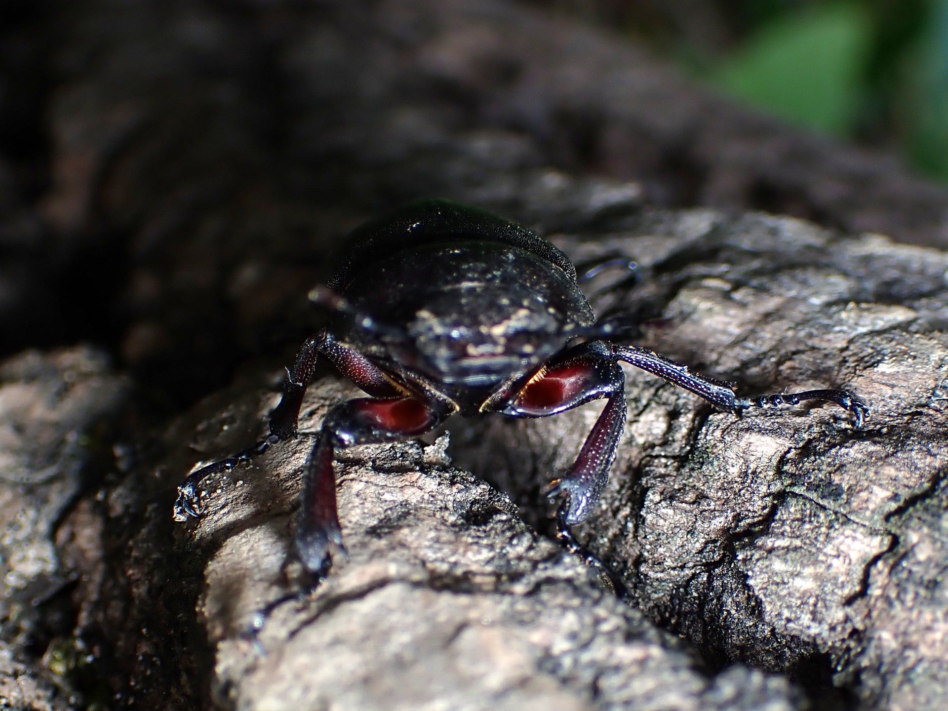 ミヤマクワガタ の高画質写真です。横浜市で、2025年7月22日に撮影したものです。
