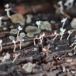 モジホコリの仲間 の高画質写真です。横浜市で、2025年7月3日に撮影したものです。