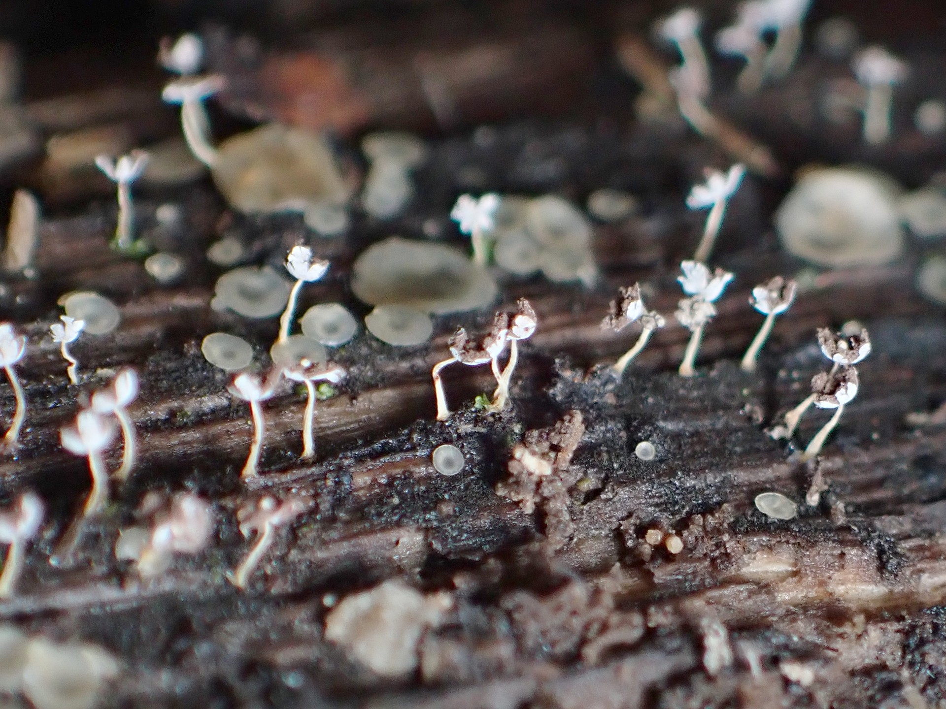 モジホコリの仲間 の高画質写真です。横浜市で、2025年7月3日に撮影したものです。