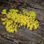 モジホコリの仲間 の高画質写真です。横浜市で、2025年7月21日に撮影したものです。