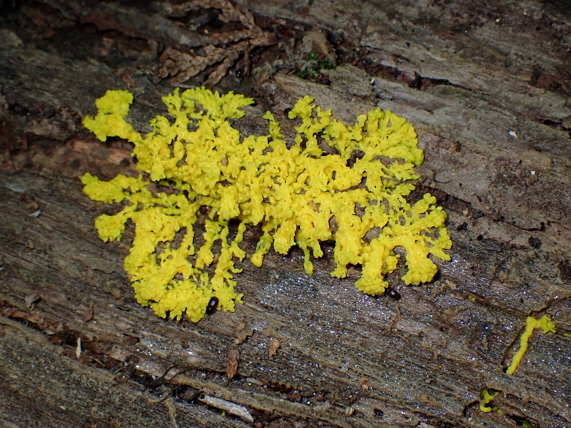 モジホコリの仲間 の高画質写真です。横浜市で、2025年7月21日に撮影したものです。