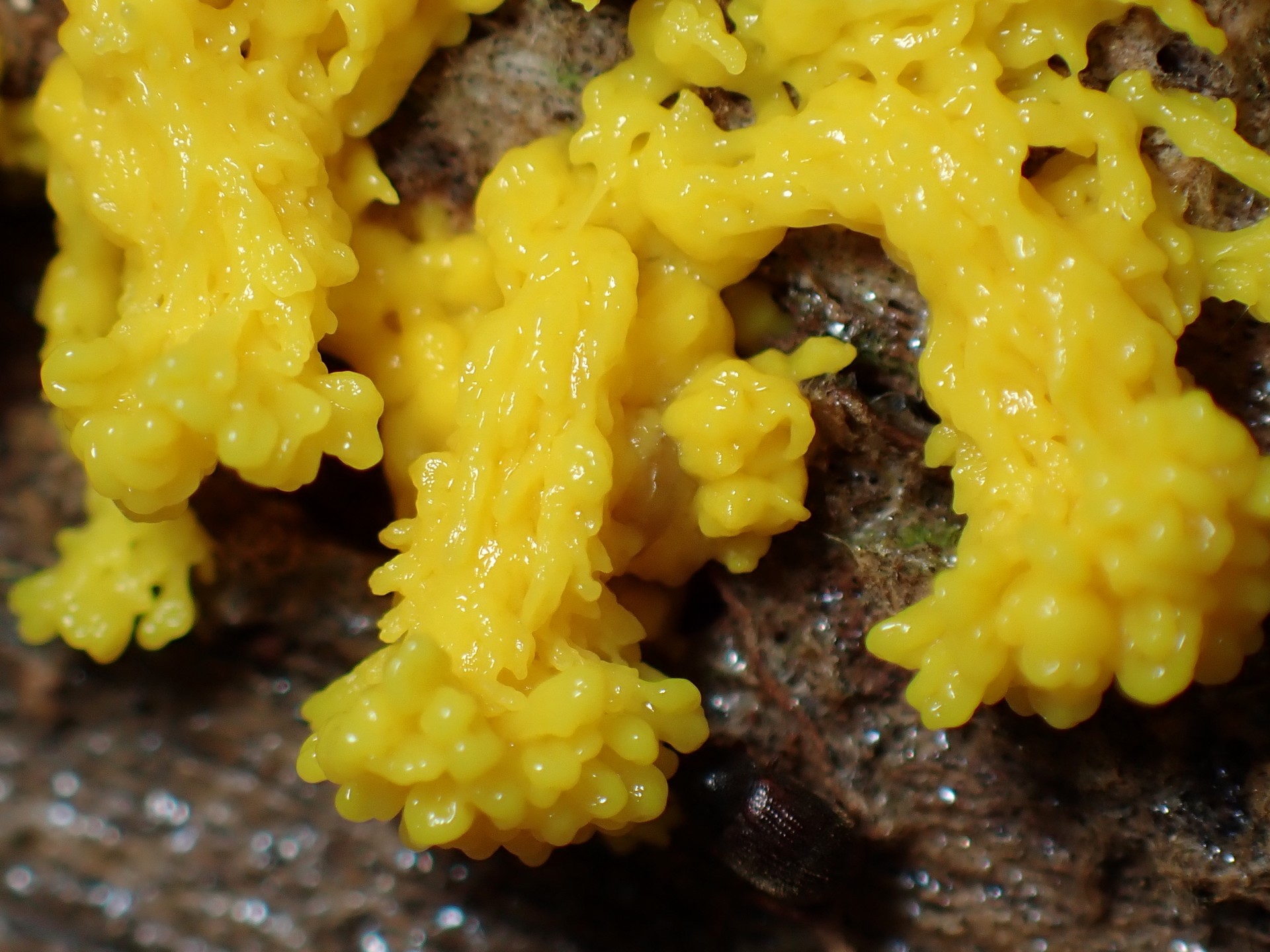 モジホコリの仲間 の高画質写真です。横浜市で、2025年7月21日に撮影したものです。