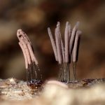 ムラサキホコリ の高画質写真です。横浜市で、2025年7月26日に撮影したものです。