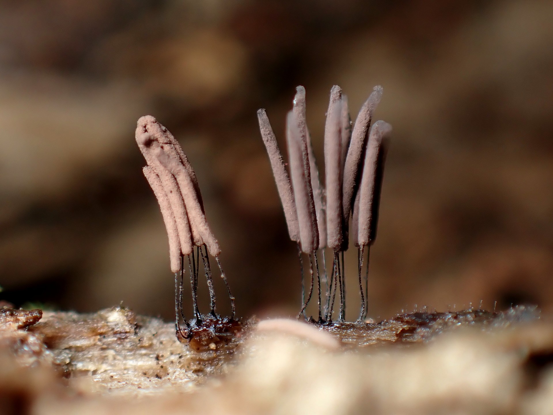 ムラサキホコリ の高画質写真です。横浜市で、2025年7月26日に撮影したものです。