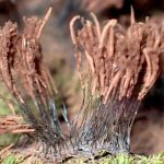 ムラサキホコリの仲間 の高画質写真です。横浜市で、2025年7月3日に撮影したものです。