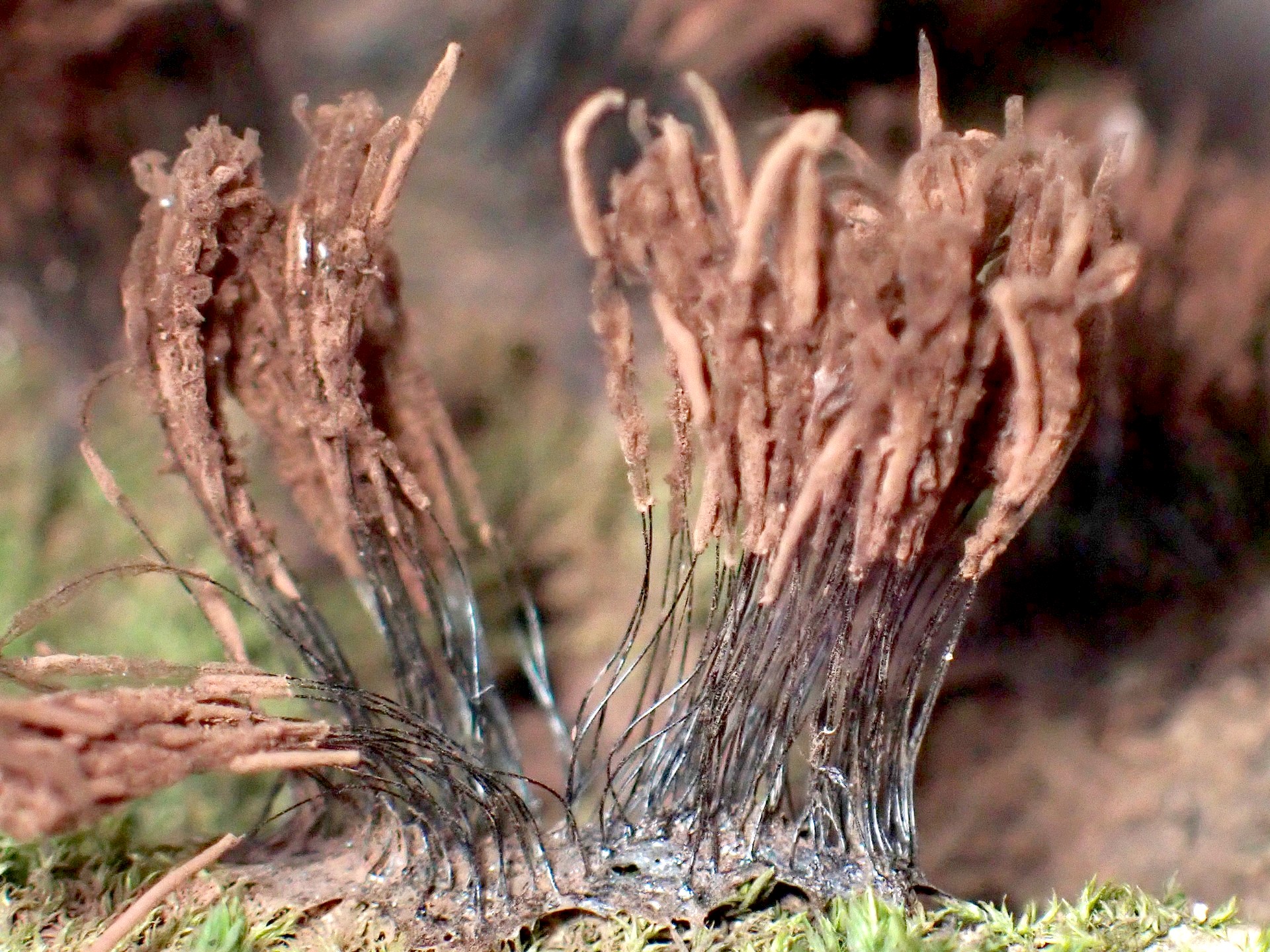 ムラサキホコリの仲間 の高画質写真です。横浜市で、2025年7月3日に撮影したものです。