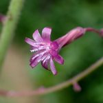 ムラサキニガナ の高画質写真です。横浜市で、2025年7月7日に撮影したものです。