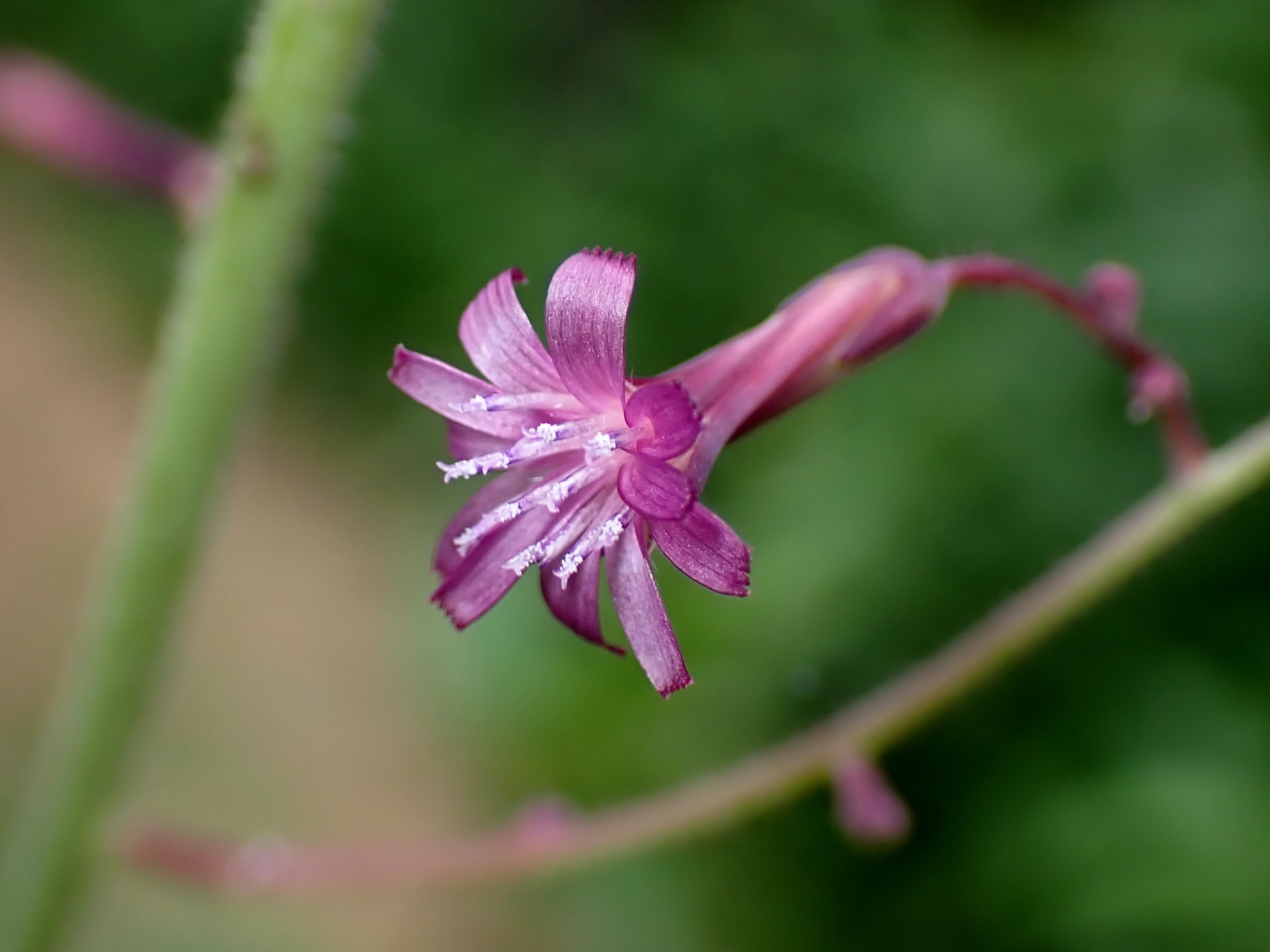 ムラサキニガナ の高画質写真です。横浜市で、2025年7月7日に撮影したものです。