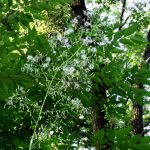 ムラサキニガナ の高画質写真です。横浜市で、2025年7月4日に撮影したものです。