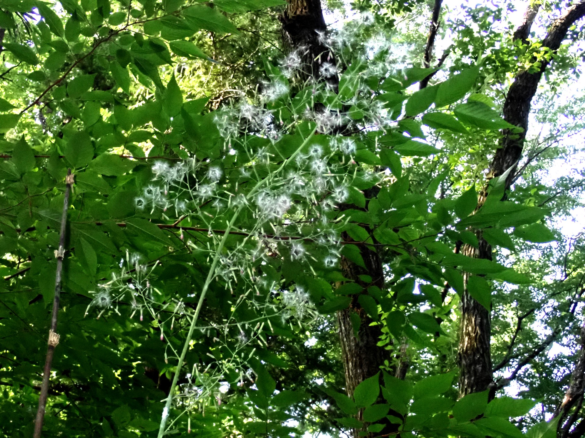 ムラサキニガナ の高画質写真です。横浜市で、2025年7月4日に撮影したものです。