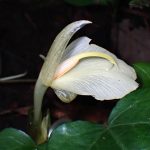 ミョウガ の高画質写真です。横浜市で、2025年7月23日に撮影したものです。