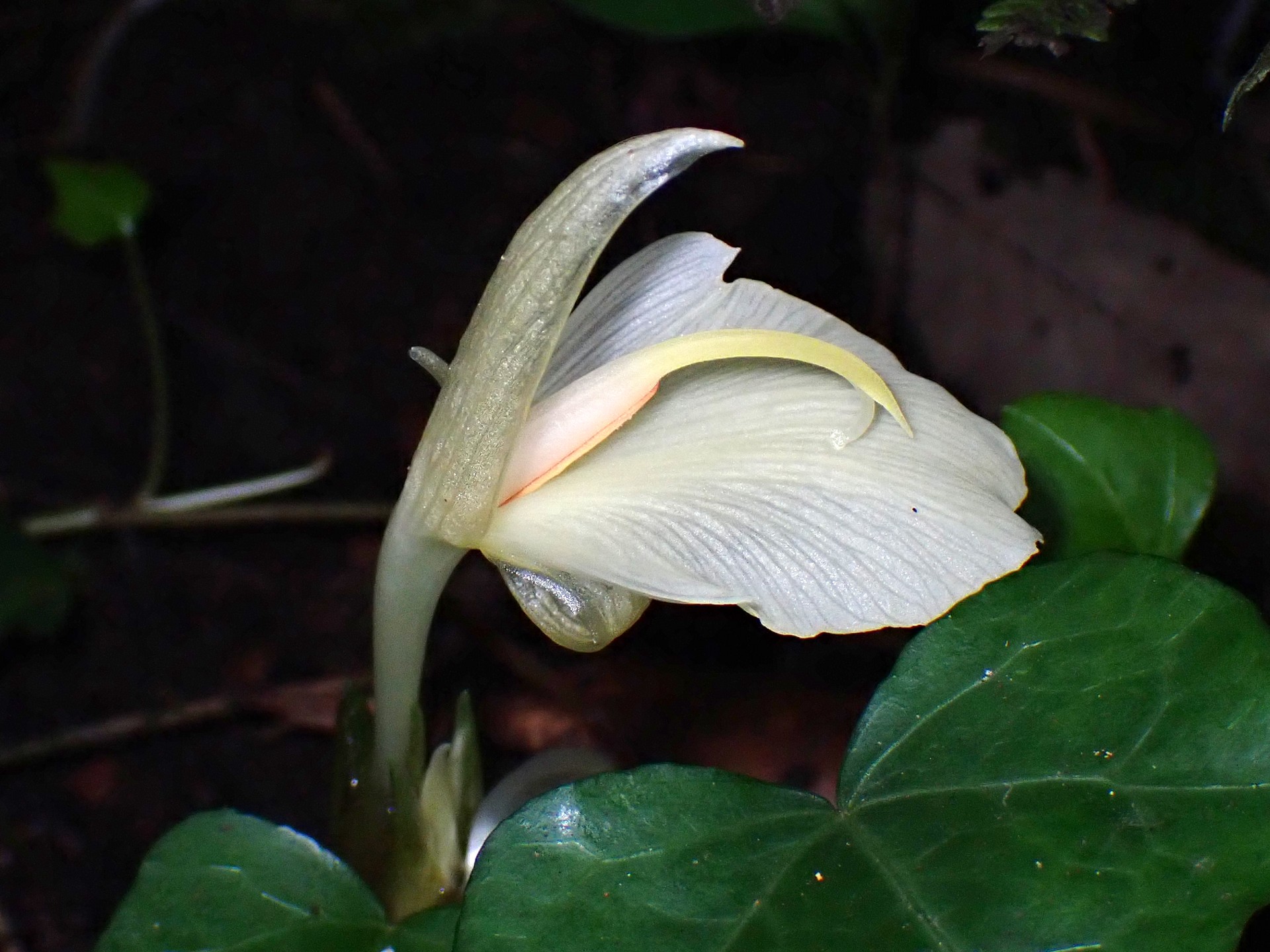 ミョウガ の高画質写真です。横浜市で、2025年7月23日に撮影したものです。