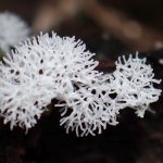 ナミウチツノホコリ の高画質写真です。横浜市で、2025年7月3日に撮影したものです。