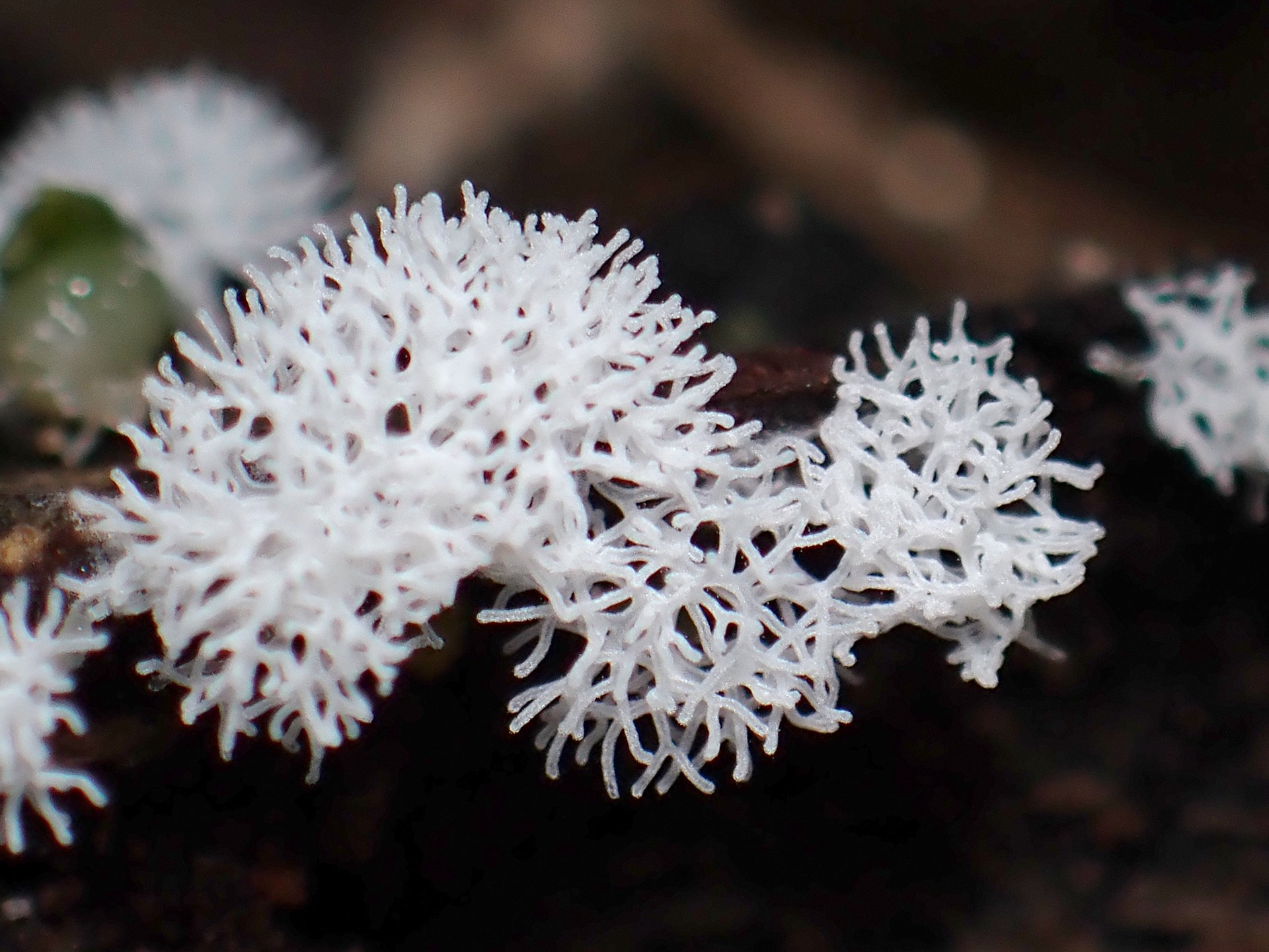 ナミウチツノホコリ の高画質写真です。横浜市で、2025年7月3日に撮影したものです。