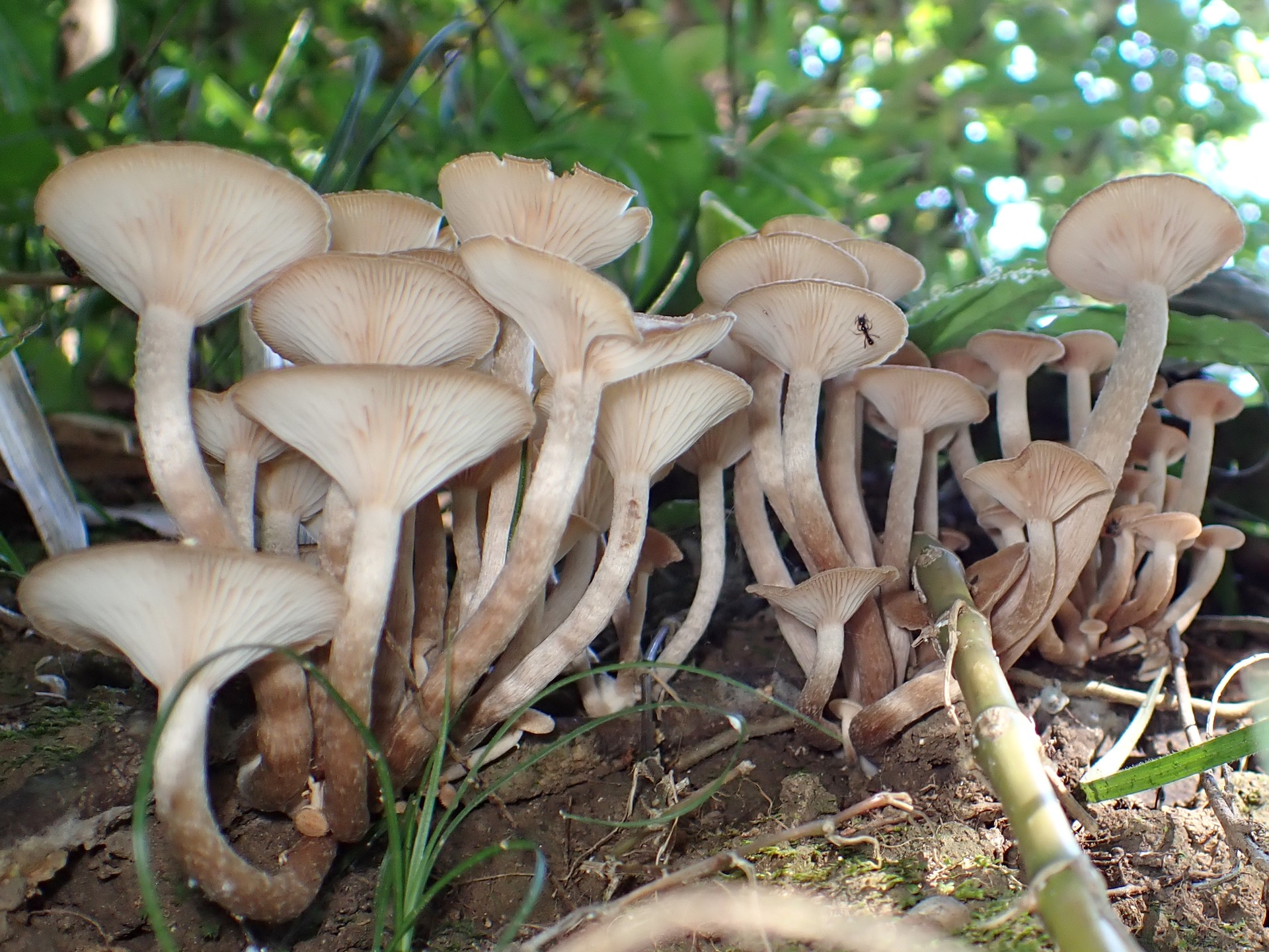 ナラタケモドキ の高画質写真です。横浜市で、2025年7月29日に撮影したものです。