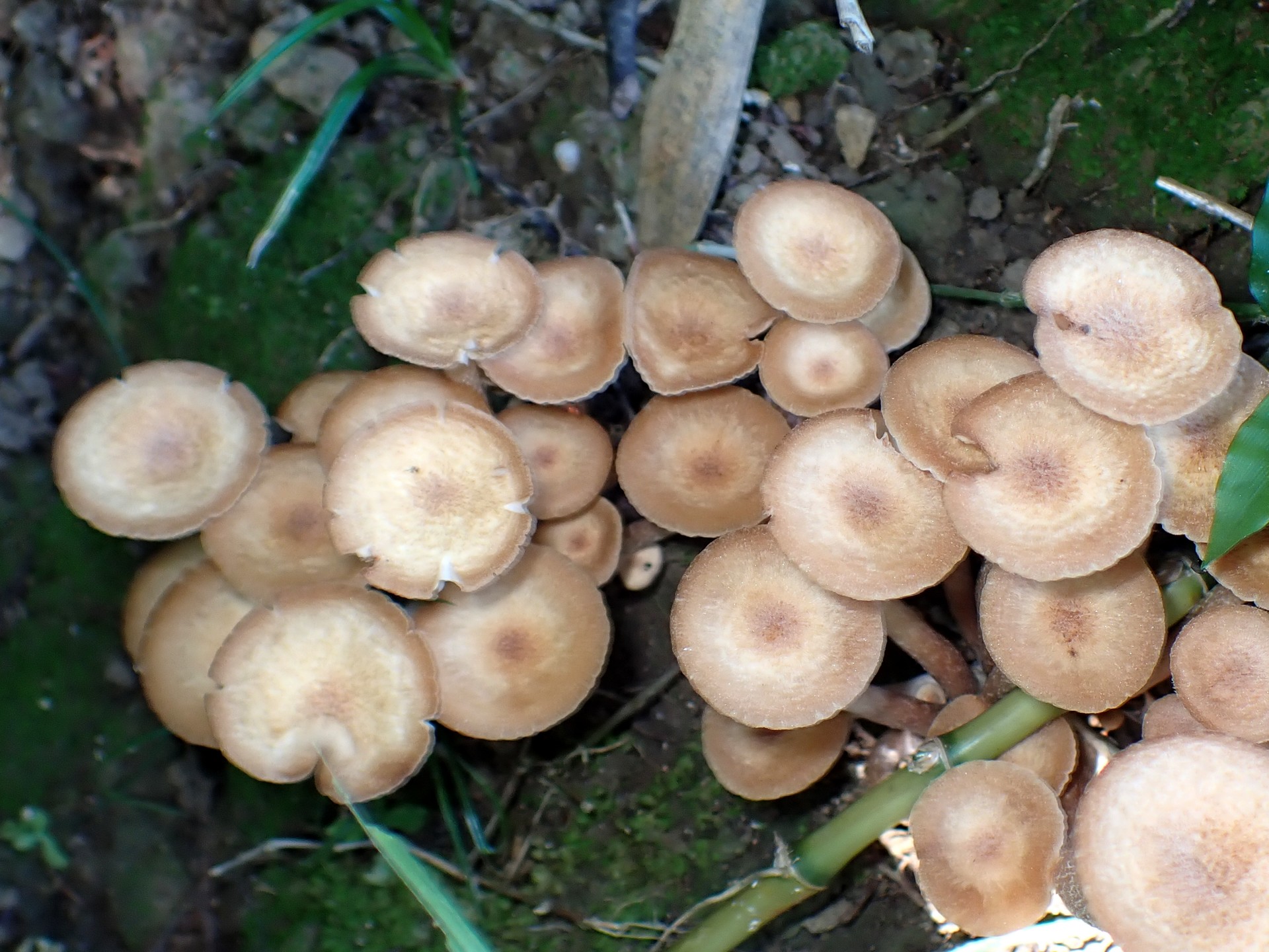 ナラタケモドキ の高画質写真です。横浜市で、2025年7月29日に撮影したものです。