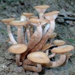 ナラタケモドキ の高画質写真です。横浜市で、2025年7月29日に撮影したものです。