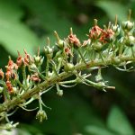 オカトラノオ の高画質写真です。横浜市で、2025年7月12日に撮影したものです。