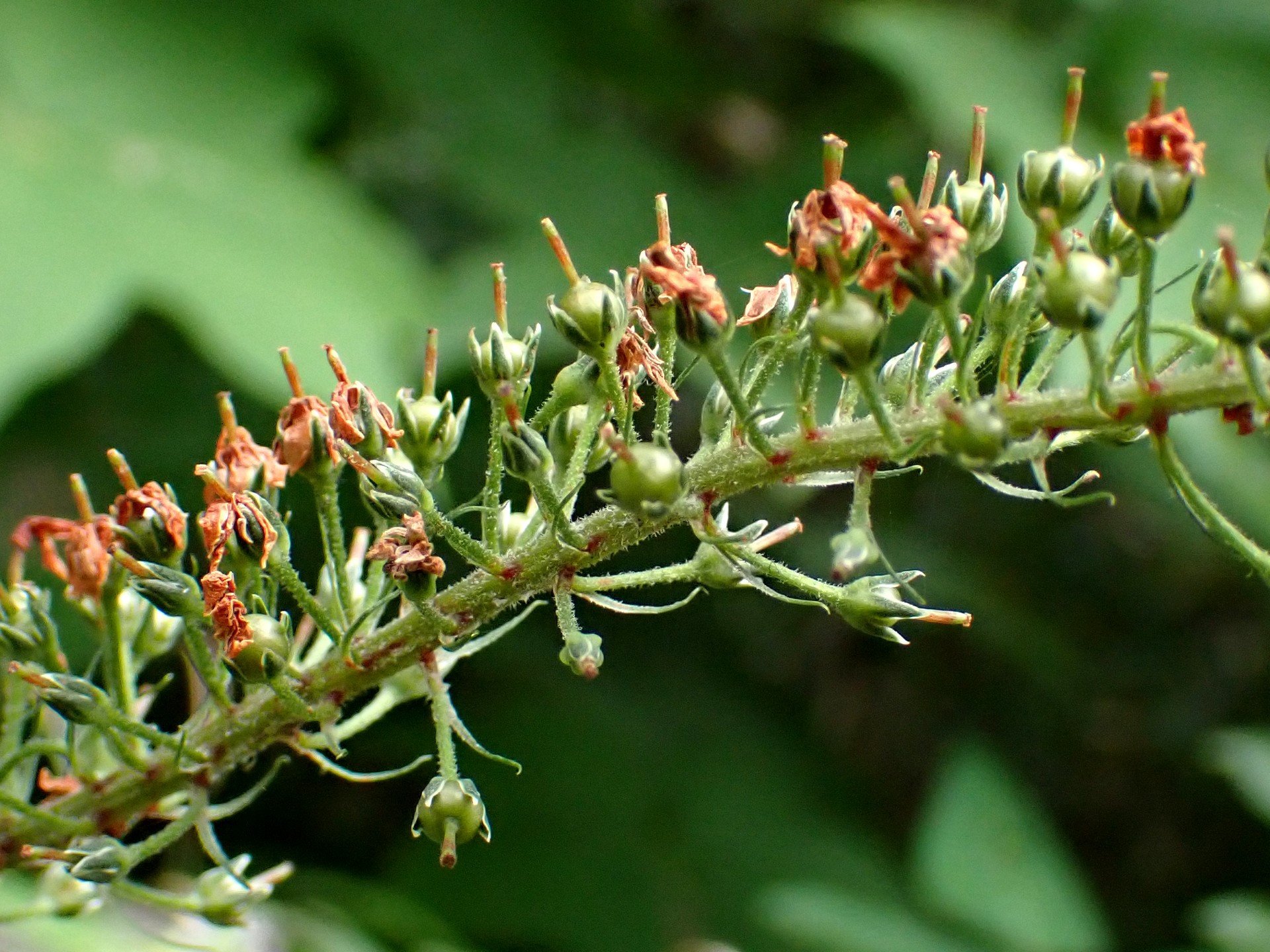 オカトラノオ の高画質写真です。横浜市で、2025年7月12日に撮影したものです。