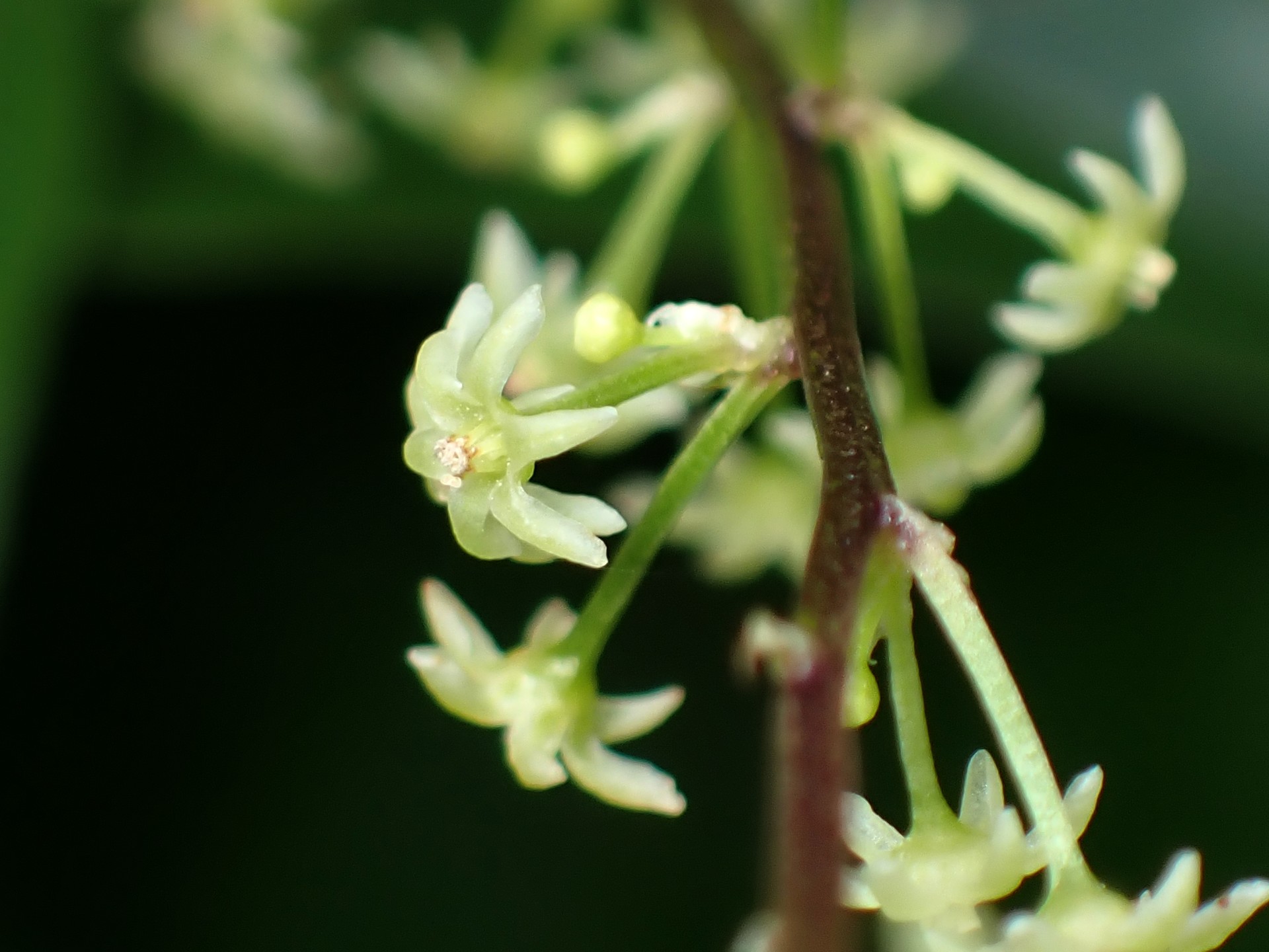 オニドコロ の高画質写真です。横浜市で、2025年7月12日に撮影したものです。