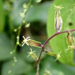 オニドコロ の高画質写真です。横浜市で、2025年7月12日に撮影したものです。