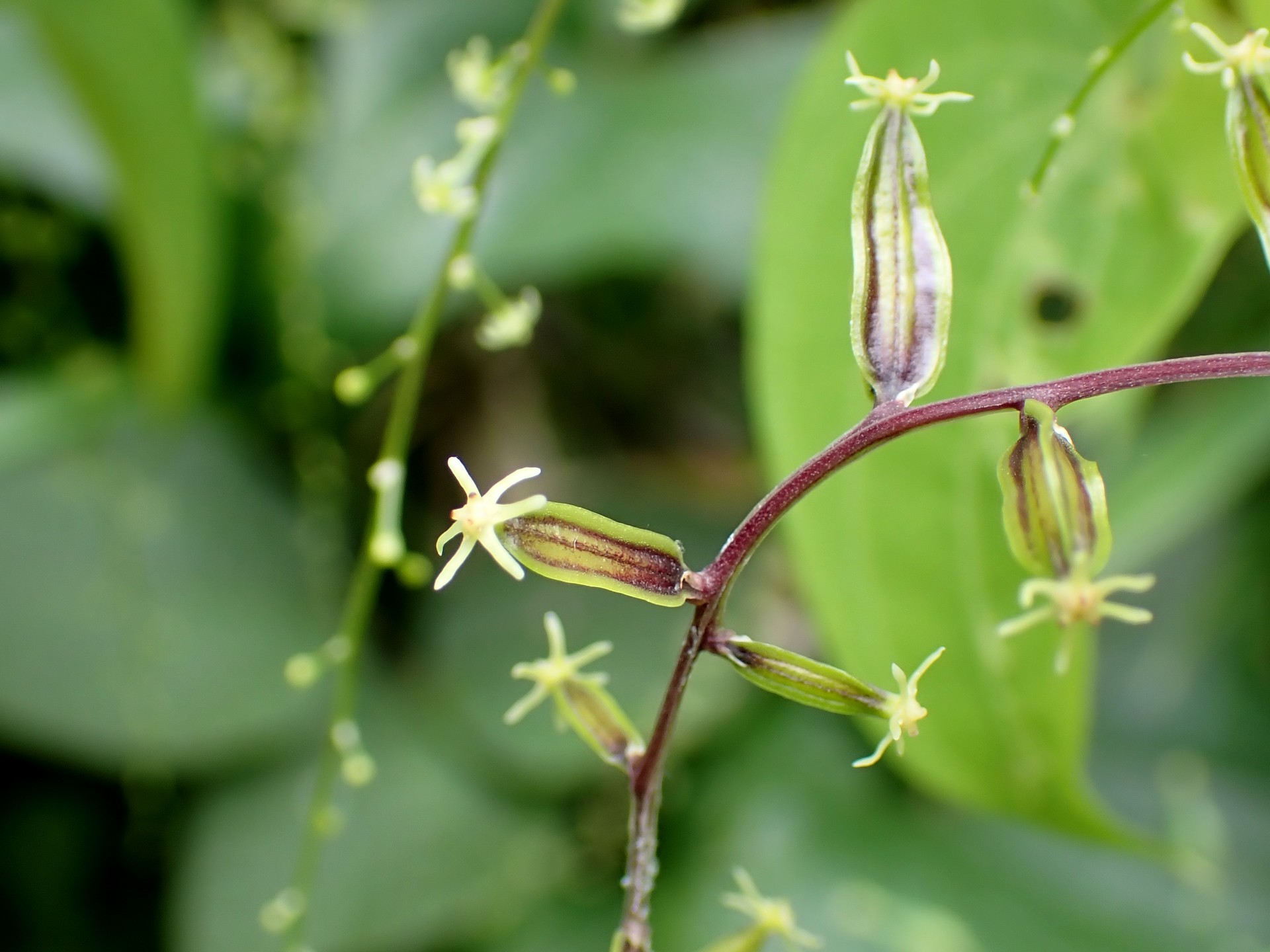 オニドコロ の高画質写真です。横浜市で、2025年7月12日に撮影したものです。