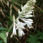 オオバギボウシ の高画質写真です。横浜市で、2025年7月7日に撮影したものです。