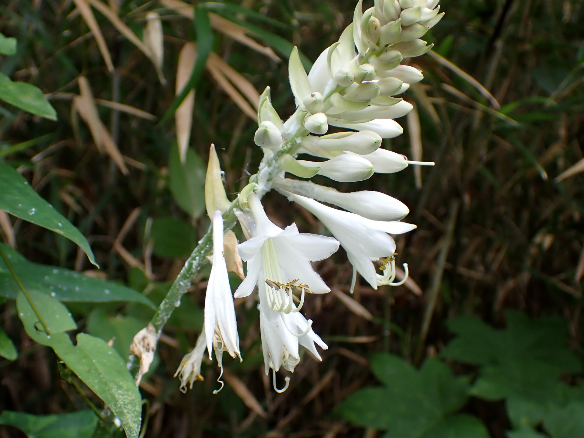 オオバギボウシ の高画質写真です。横浜市で、2025年7月7日に撮影したものです。