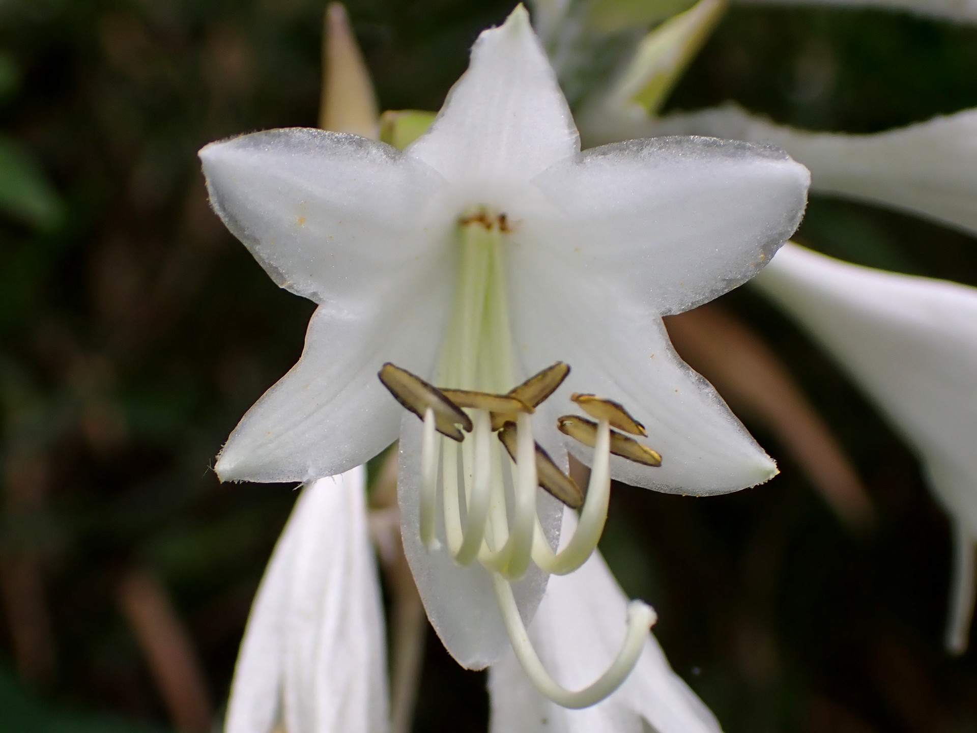 オオバギボウシ の高画質写真です。横浜市で、2025年7月7日に撮影したものです。