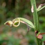 オオバノトンボソウ の高画質写真です。横浜市で、2025年7月12日に撮影したものです。
