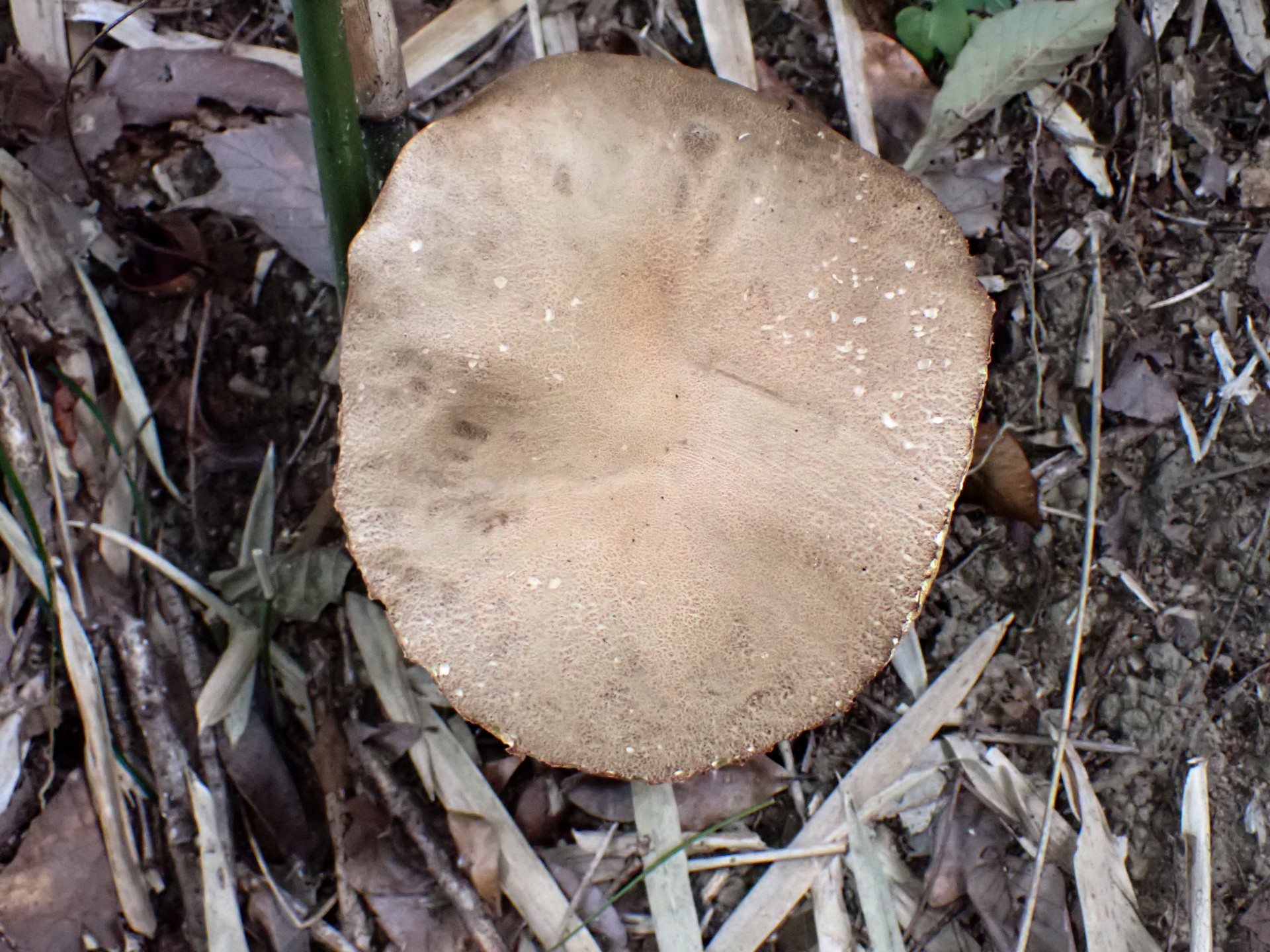 大きいイグチ の高画質写真です。横浜市で、2025年7月25日に撮影したものです。