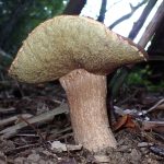 大きいイグチ の高画質写真です。横浜市で、2025年7月25日に撮影したものです。