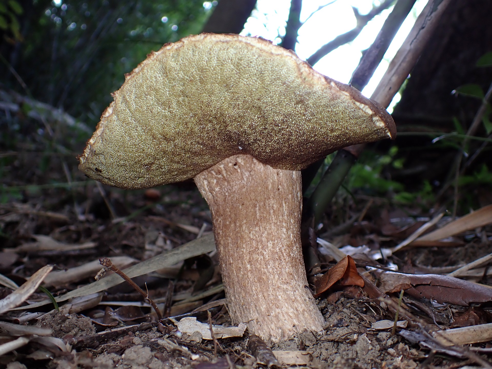 大きいイグチ の高画質写真です。横浜市で、2025年7月25日に撮影したものです。